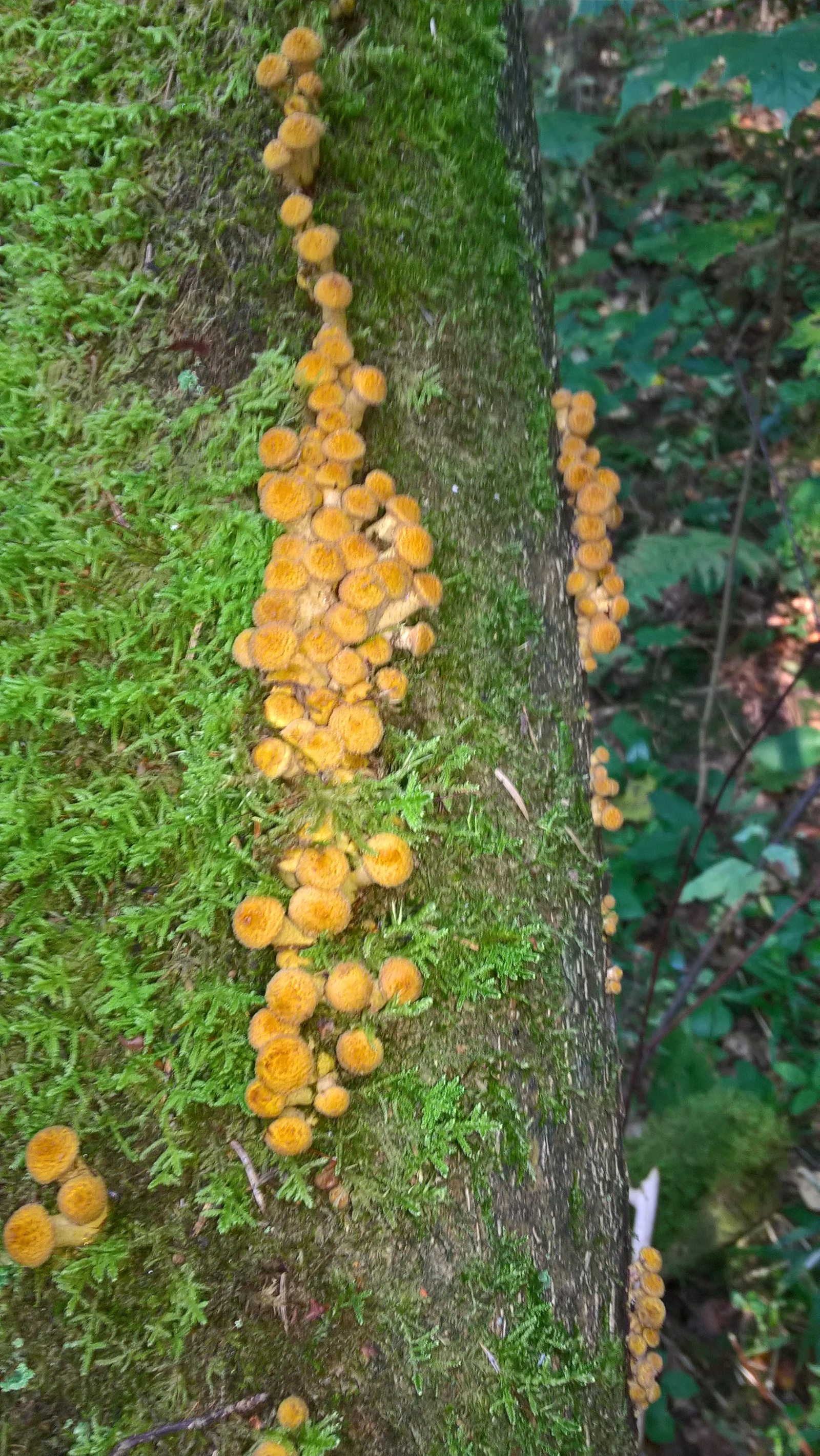 Went mushroom picking today - My, Tinao, Mushrooms, Honey mushrooms, Longpost