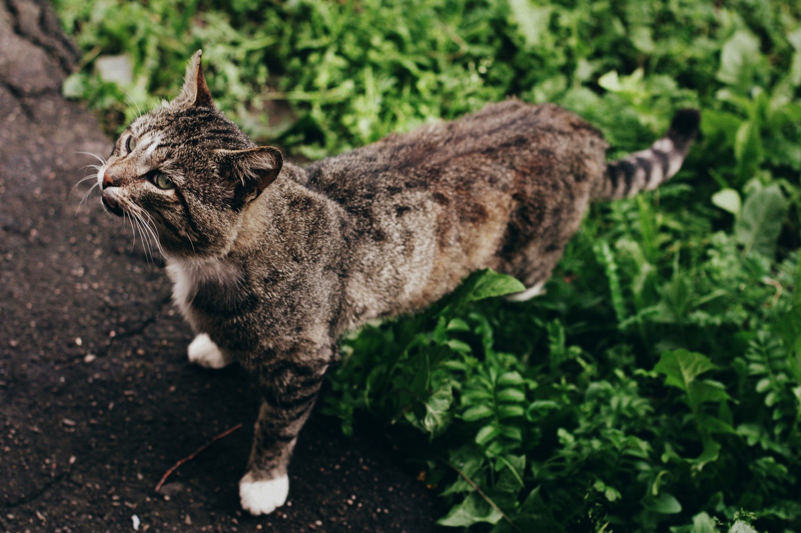 Уличные коты Оксаны Акерманн (часть 5) - Моё, Кот, Уличные кошки, Фотография, Улица, Оксана акерманн, Длиннопост, Котыакерманн, Россия