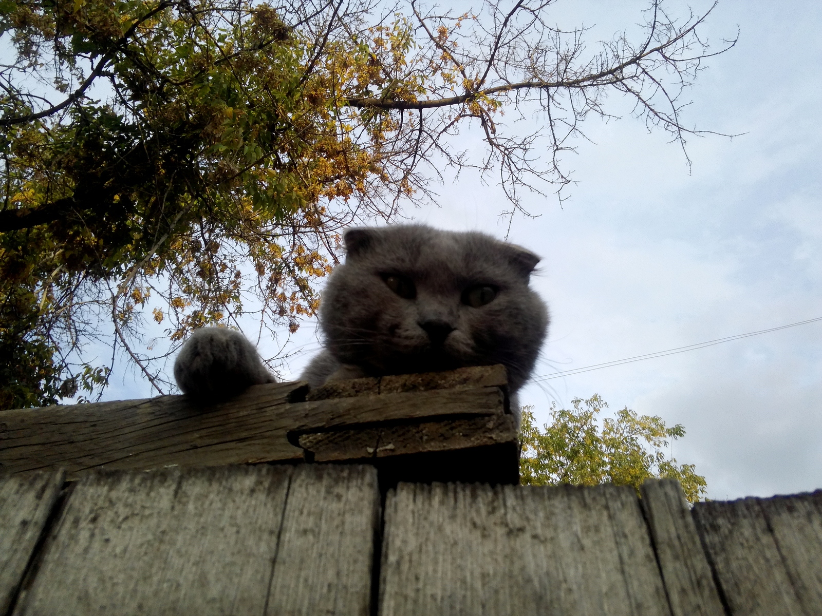 Самарский шотландец - Моё, Кот, Шотландская вислоухая, Самара, Милота, Длиннопост