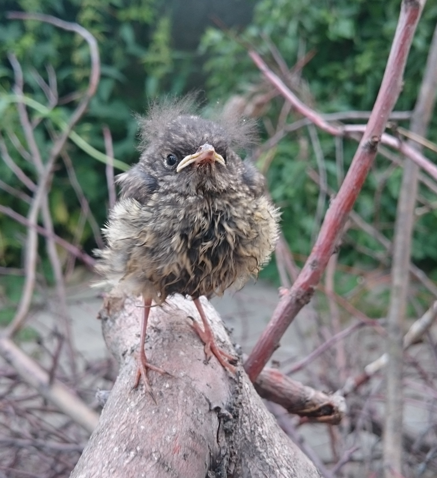 Small but proud - The photo, Animals, Chick, Pride