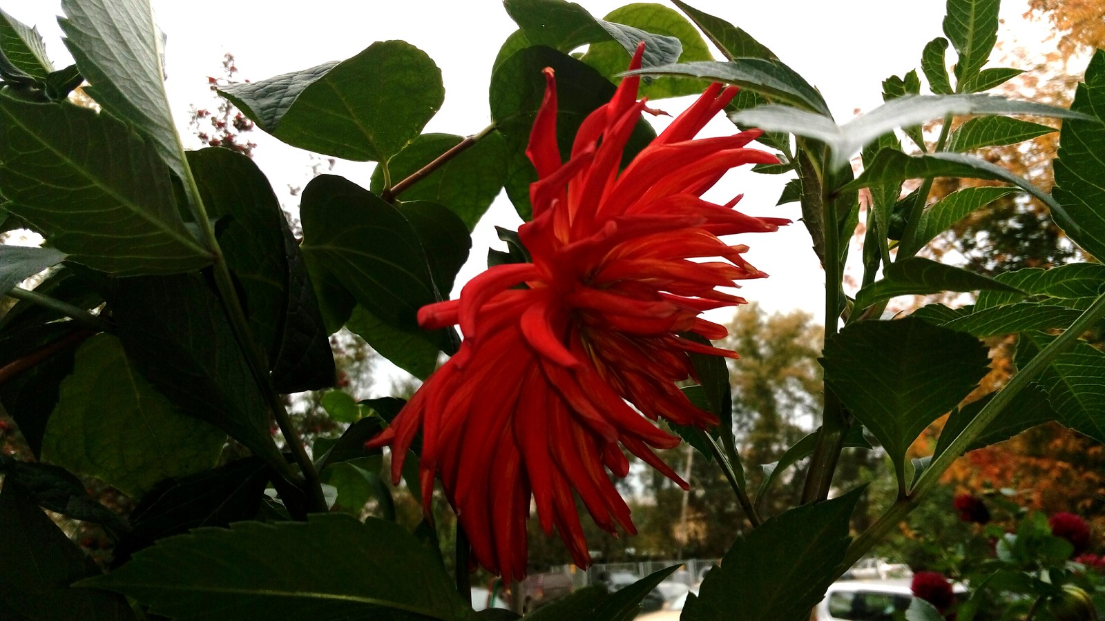 Autumn decoration - My, Flowers, Dahlias