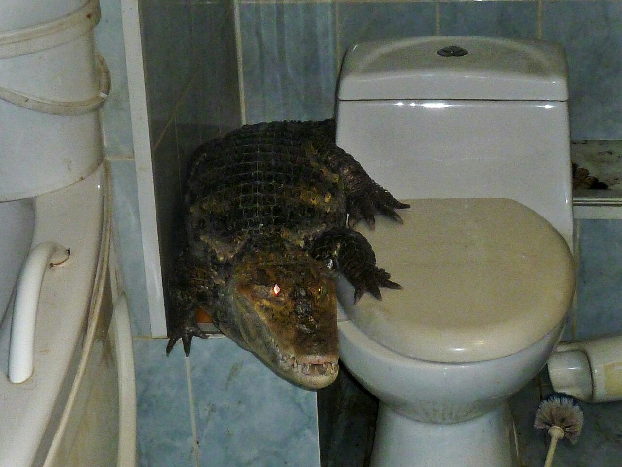 Срущая в очках. Крокодил в ванной. Животные в ванной. Животные на унитазе.