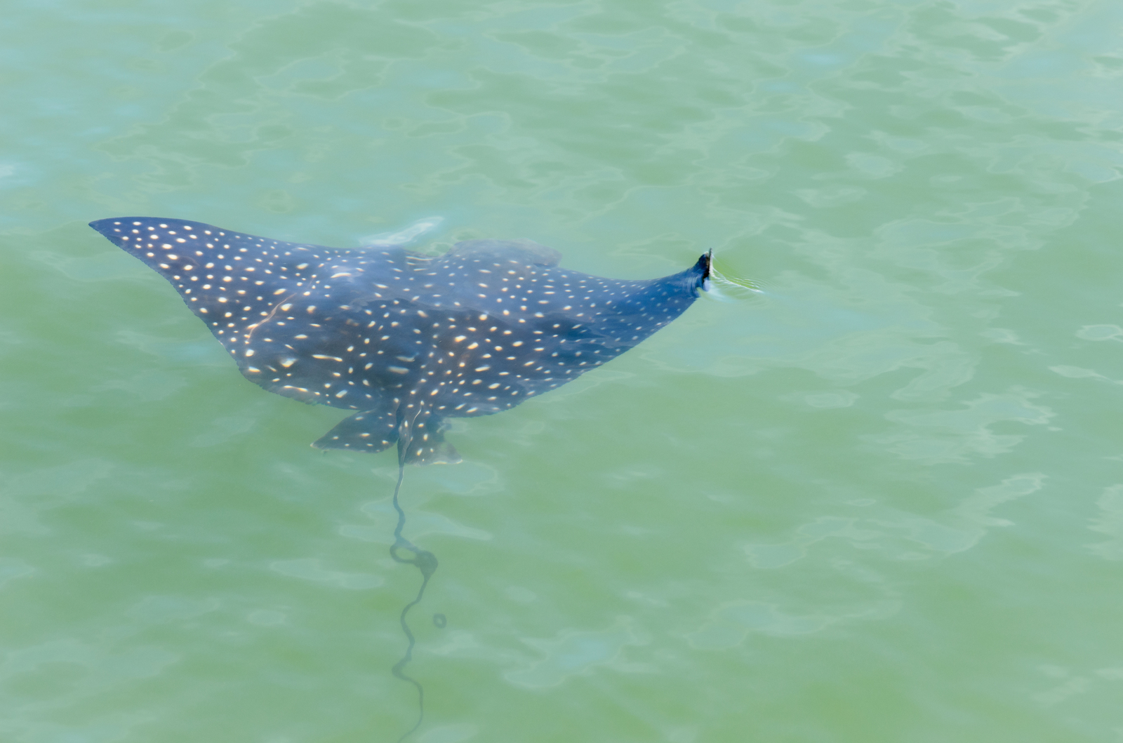 Electric stingray (Florida) - sailed side by side ... leisurely - My, Nikon d7000, Sigma 70-300