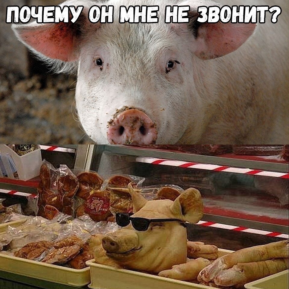 Ушёл в бизнес - Бизнес, Свинка