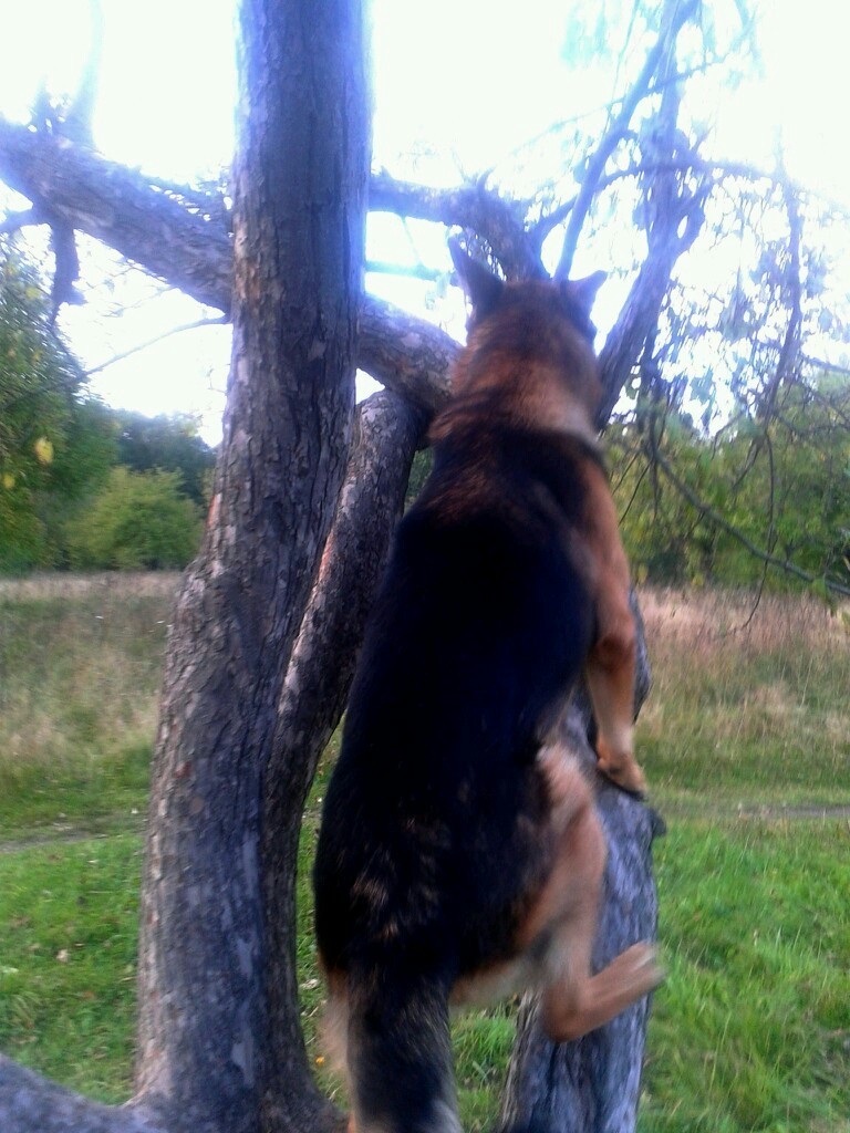 Siberian chipmunk - My, Dog, Tree, Longpost