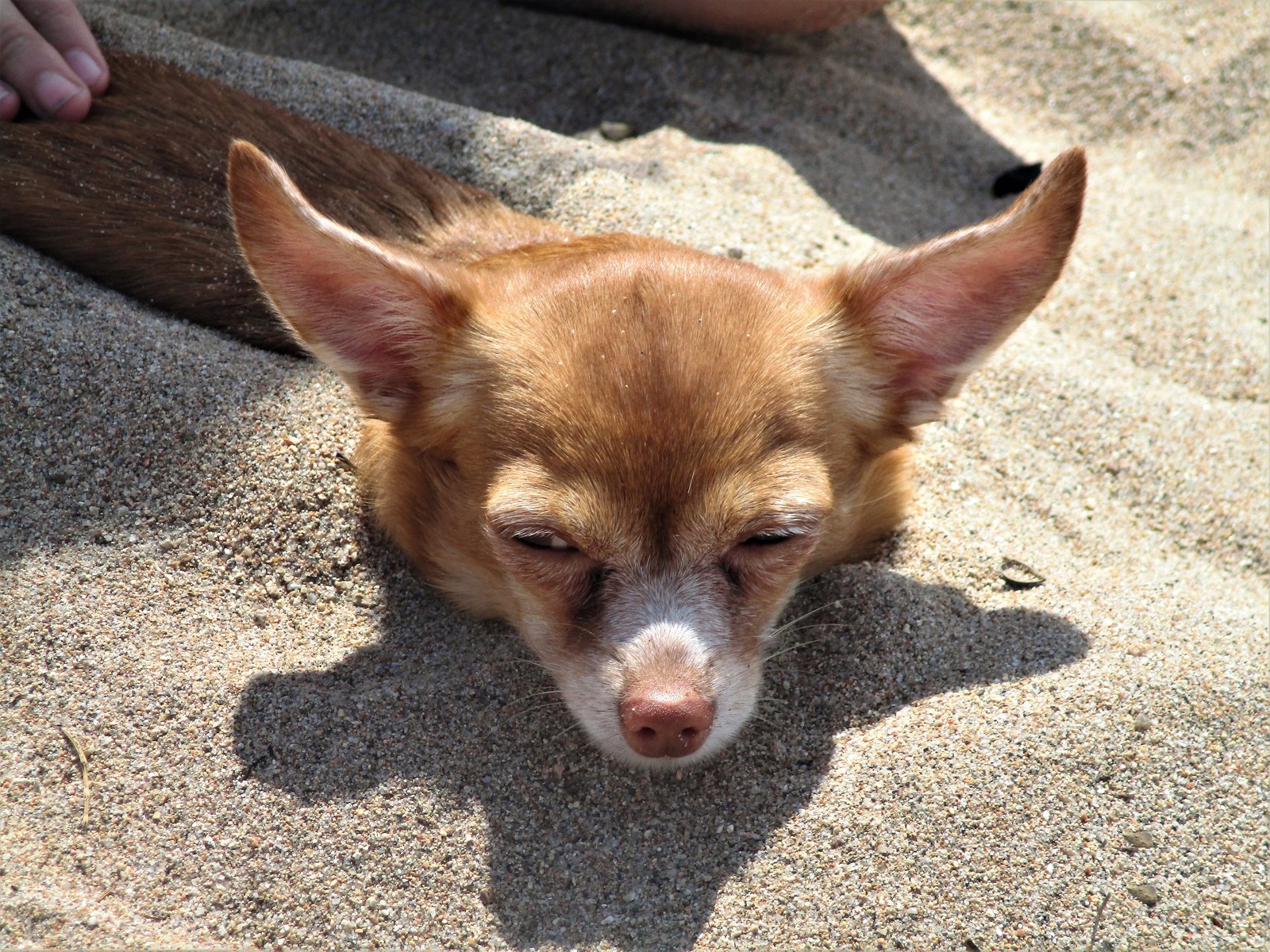 beach girl - My, Dog, Pet, Pets