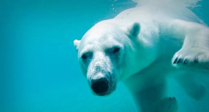 Under the water - , Water, Polar bear, beauty of nature