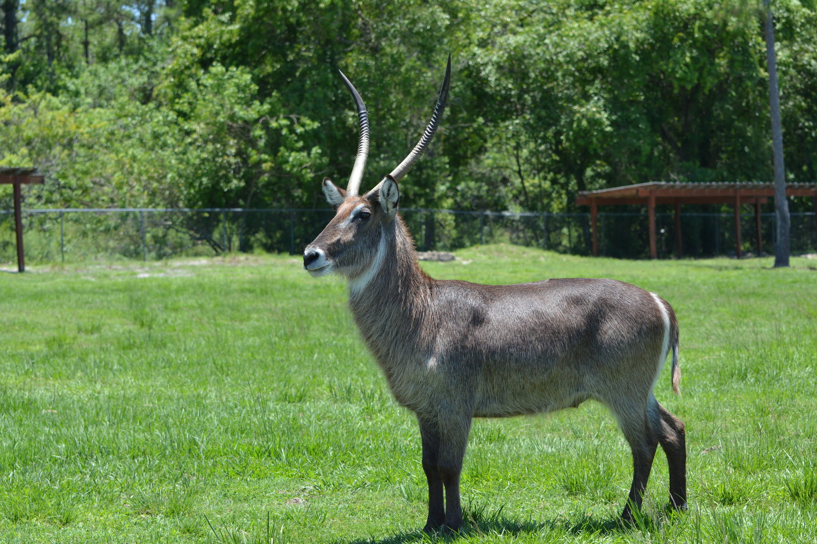 Safari Zoo - My, Nikon d7100, Nikon d5100, Longpost