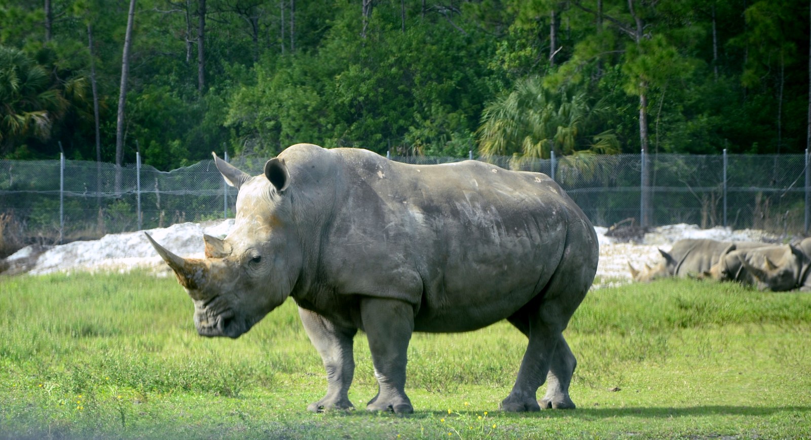 Safari Zoo - My, Nikon d7100, Nikon d5100, Longpost