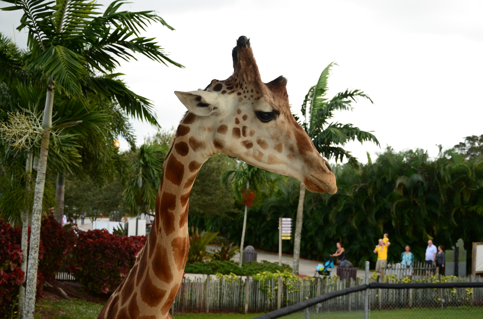 Safari Zoo - My, Nikon d7100, Nikon d5100, Longpost