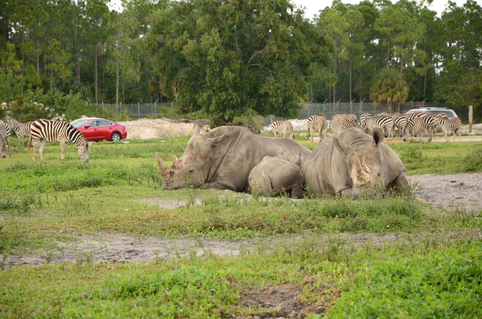 Safari Zoo - My, Nikon d7100, Nikon d5100, Longpost