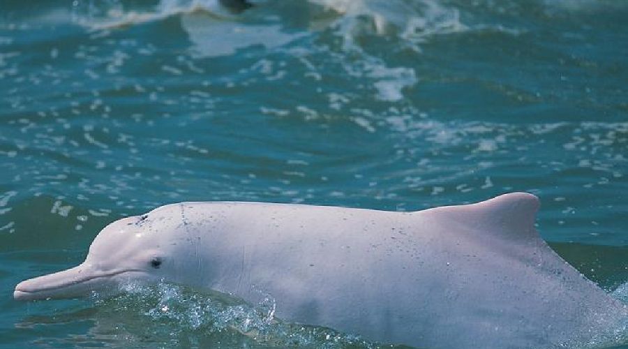 Chinese river dolphins have also ceased to be an endangered species ... since 2017 ( - Extinct species, Sadness, Dolphin, Longpost