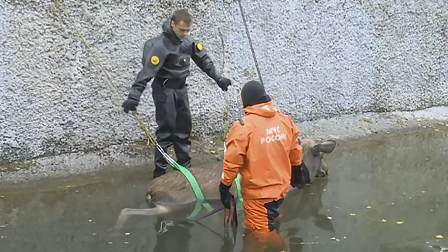 Elk drowning in pond rescued in Moscow - Elk, Wild animals, Moscow, Video