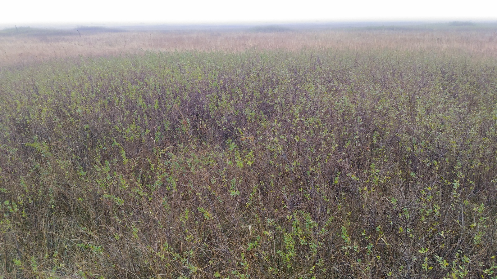 Fog - My, Fog, Field, Wheat, The photo, Longpost, Chelyabinsk region, Magnitogorsk