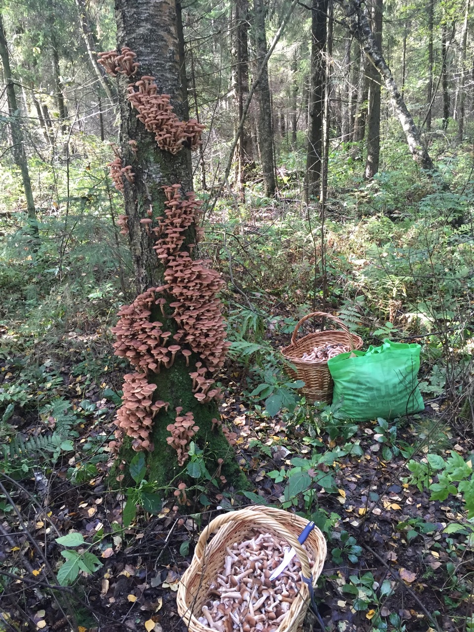 Honey mushrooms went) - , Mushroom pickers, Longpost