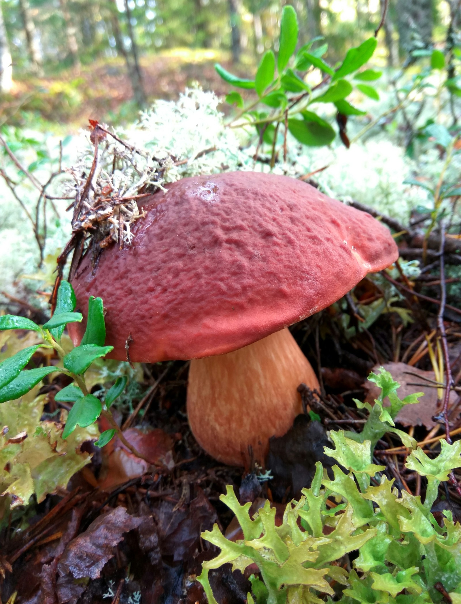 A downpour with hail is not a hindrance. - My, Mushrooms, Porcini, Boletus, Forest, Clean forest, , Nature, Longpost