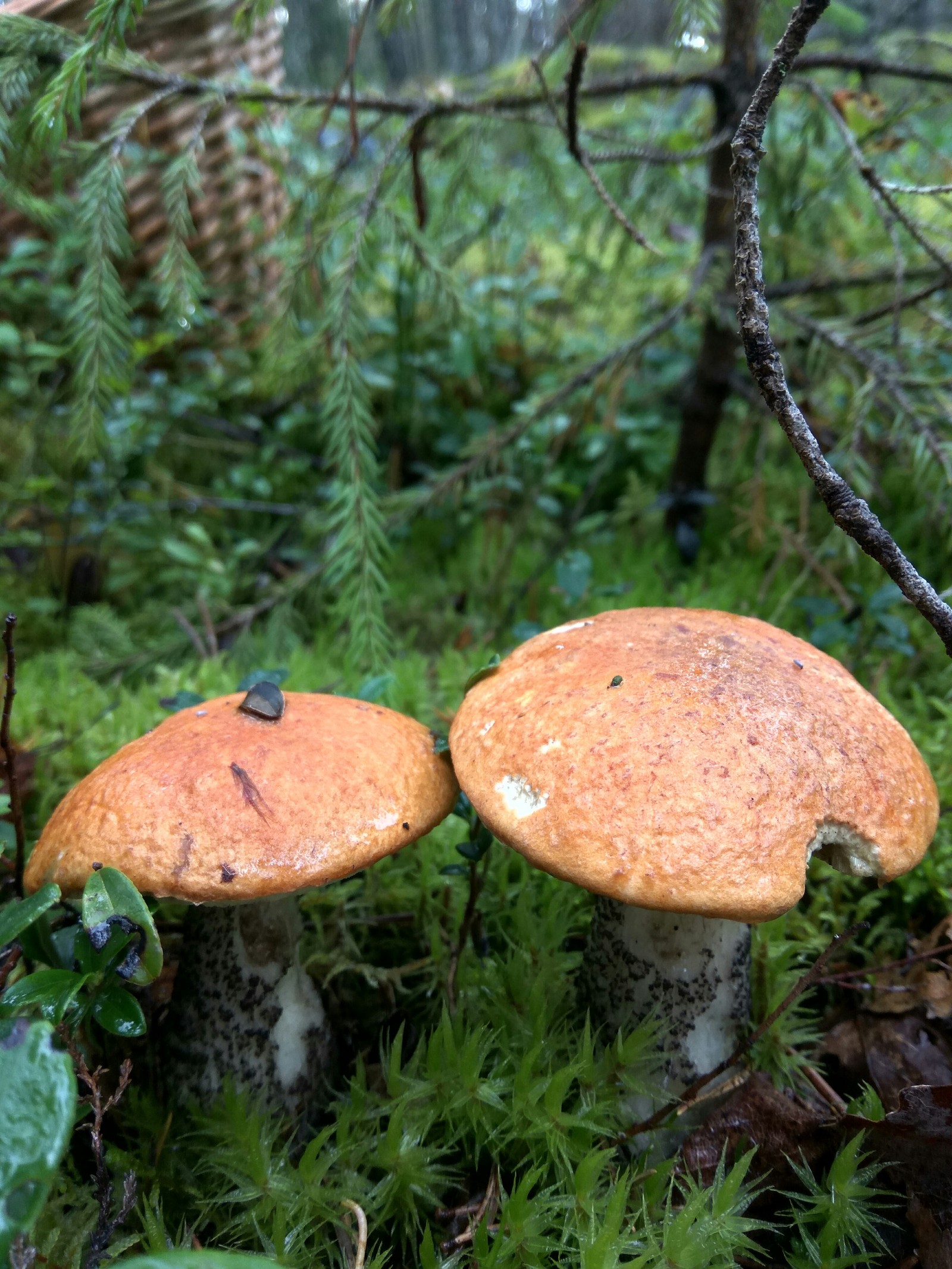 A downpour with hail is not a hindrance. - My, Mushrooms, Porcini, Boletus, Forest, Clean forest, , Nature, Longpost