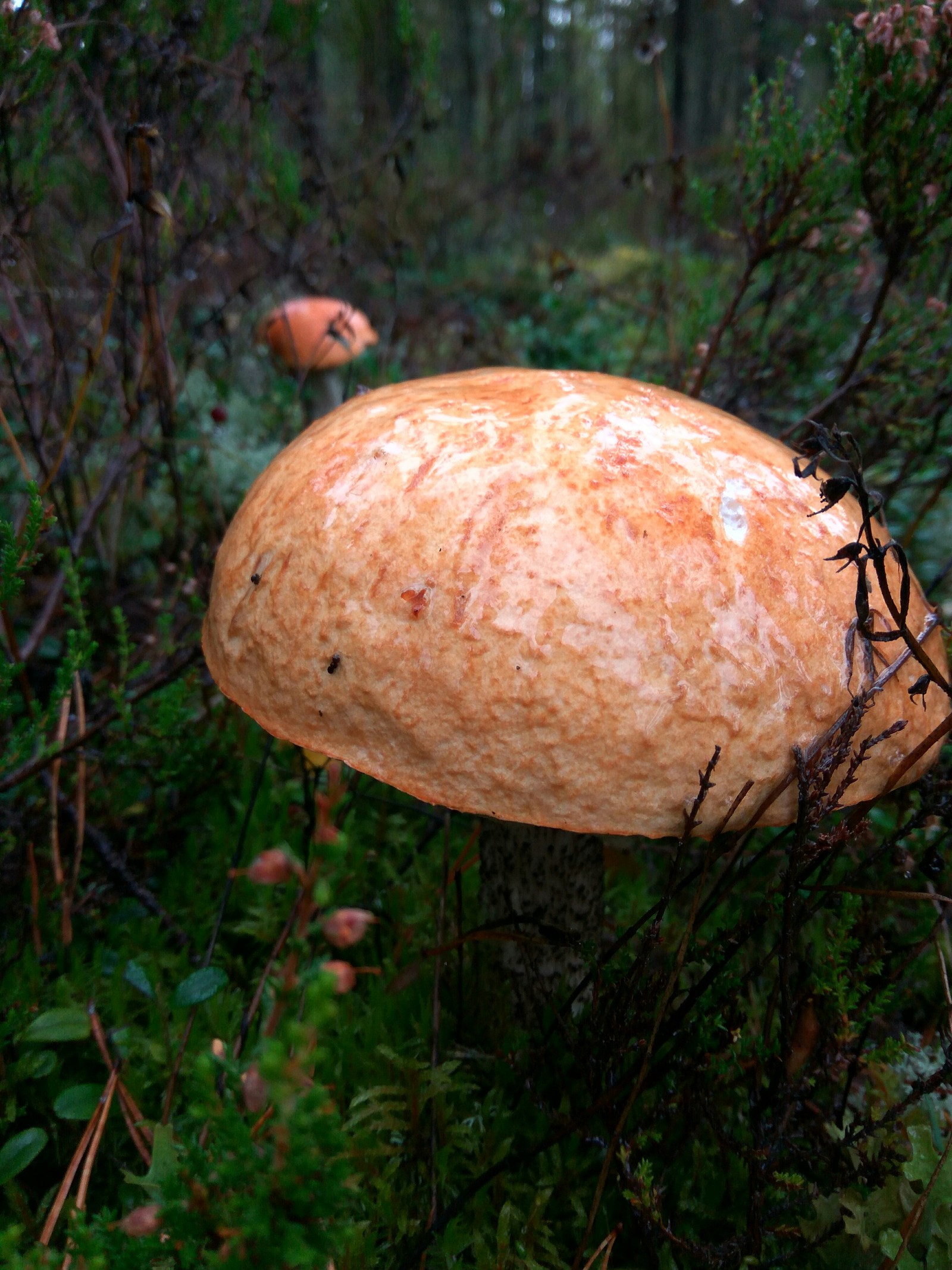 A downpour with hail is not a hindrance. - My, Mushrooms, Porcini, Boletus, Forest, Clean forest, , Nature, Longpost