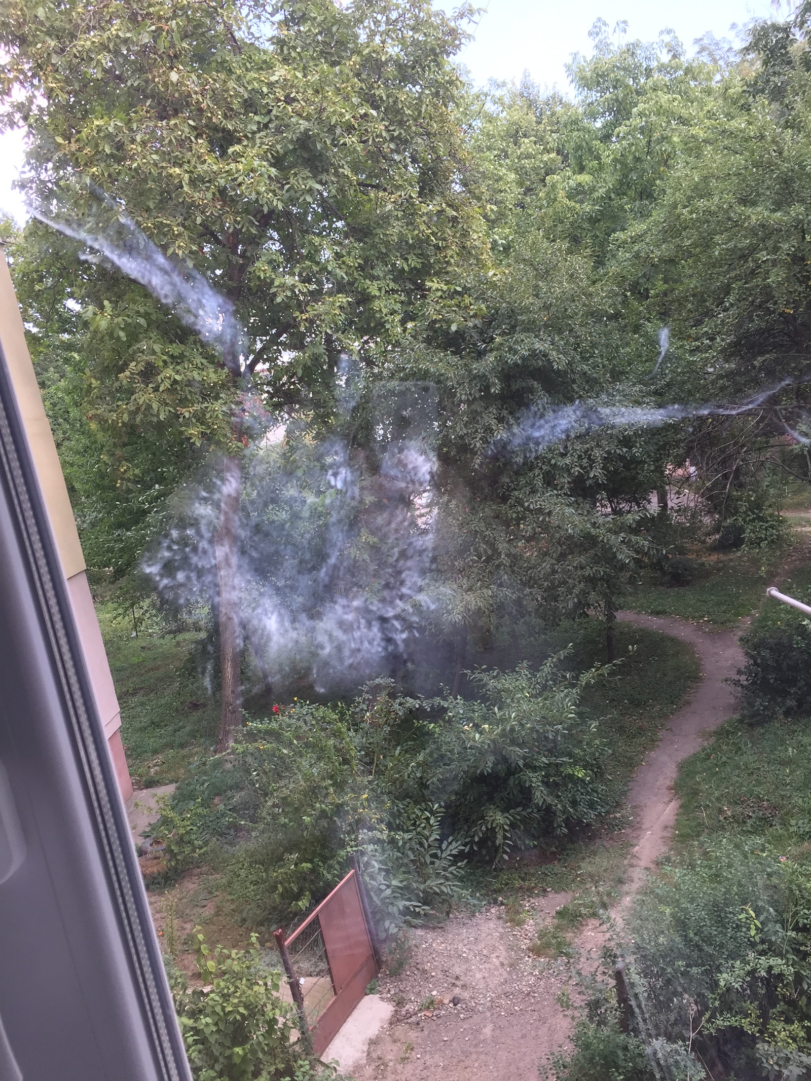 Sorry for the bird! - My, Birds, Window, Imprint, , Longpost