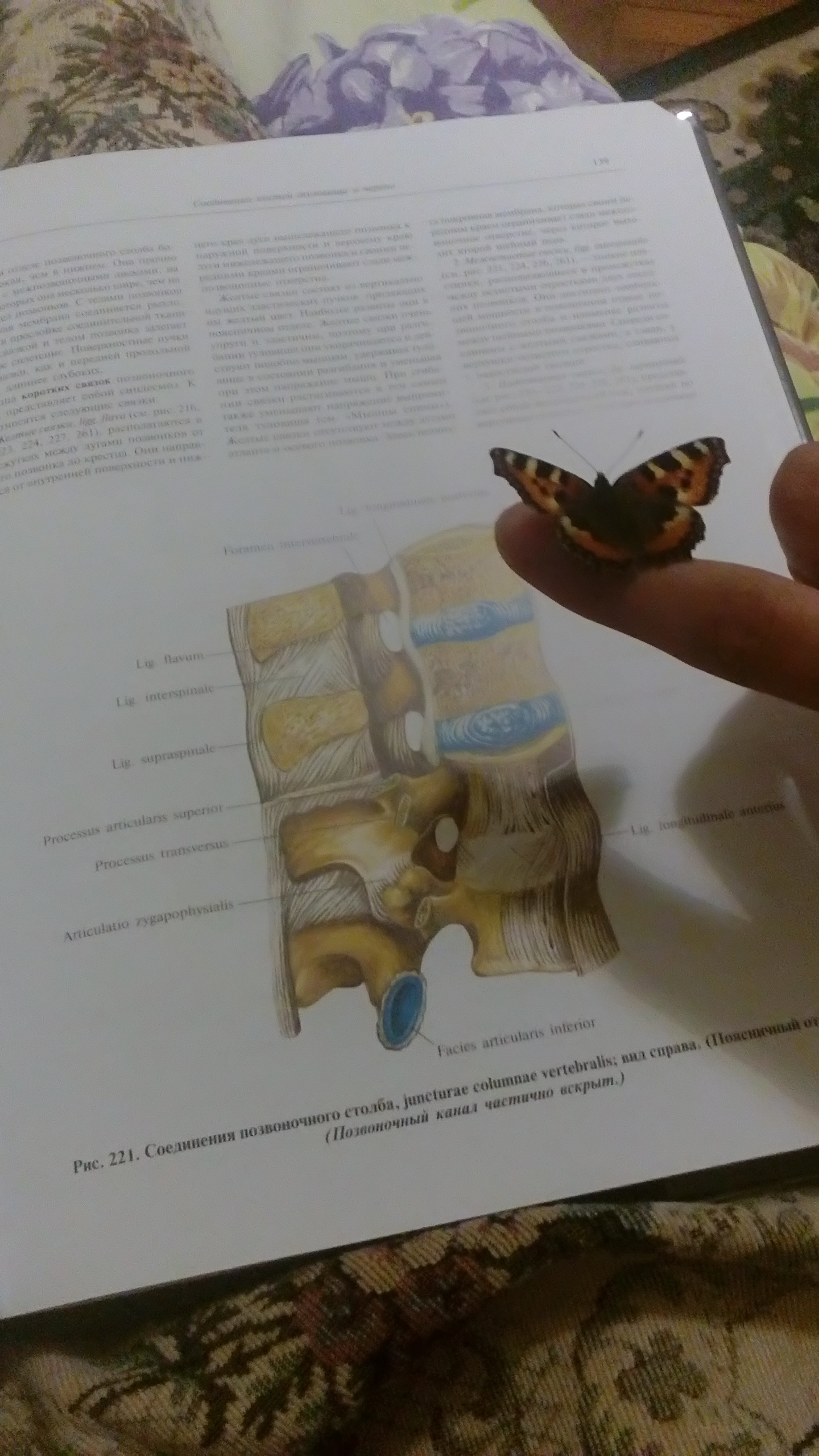 Thirst for knowledge - My, Butterfly, Anatomy, Pet, Pets