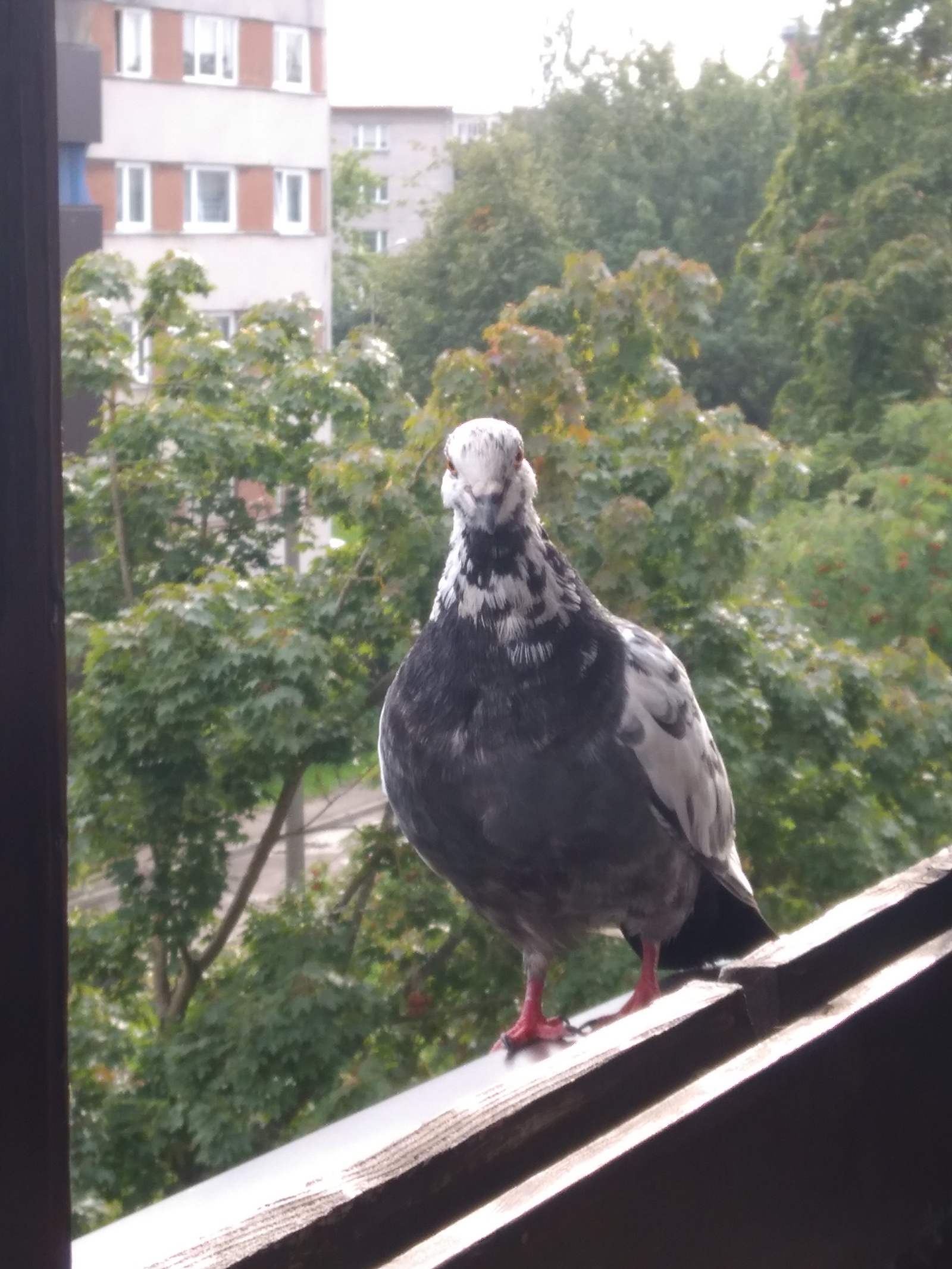 strange dove - My, Pigeon, Balcony, Longpost