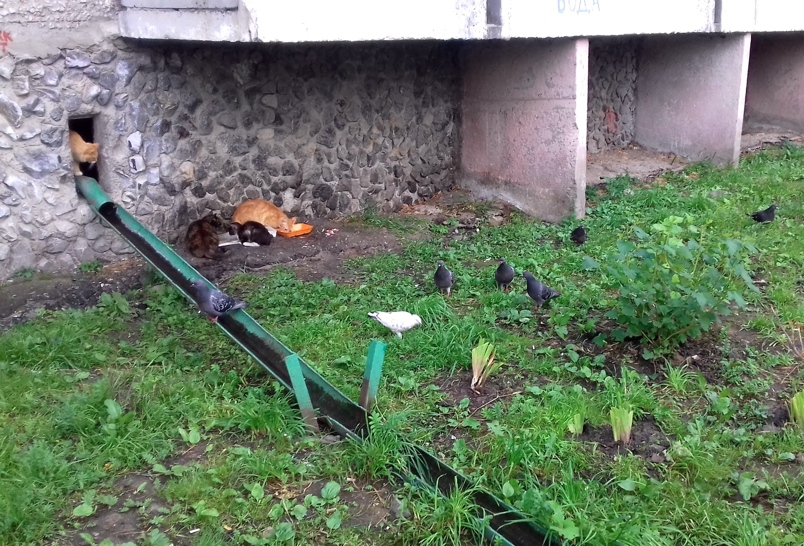 pigeon hunting - My, cat, Pigeon, Courtyard, , The photo