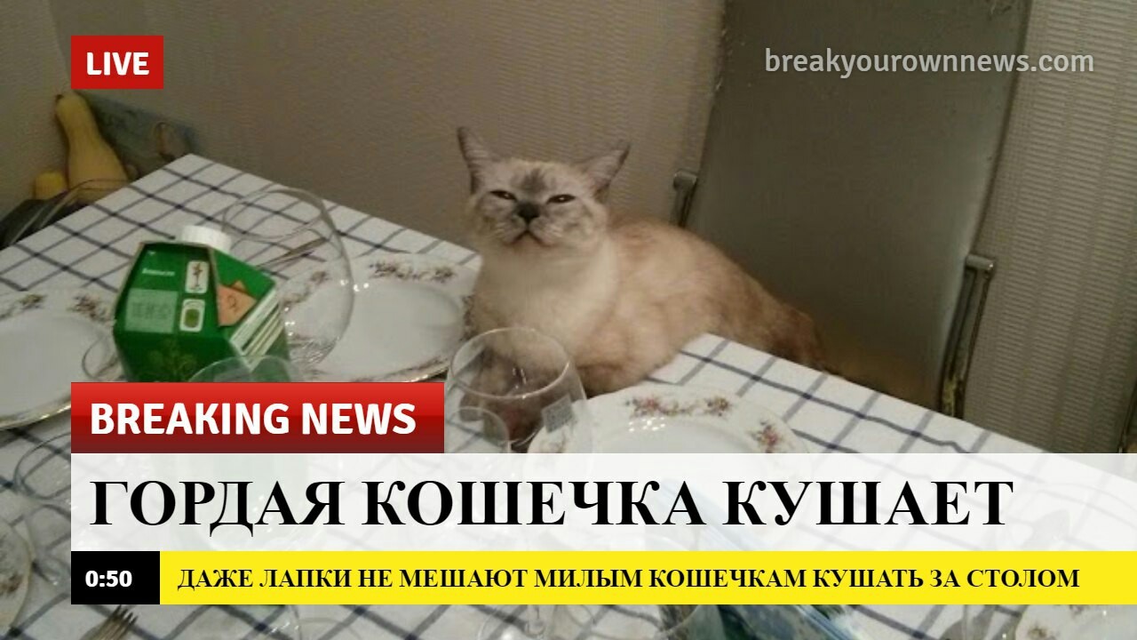 Good news release! - news, cat, Food, Milota, Kindness, Morning