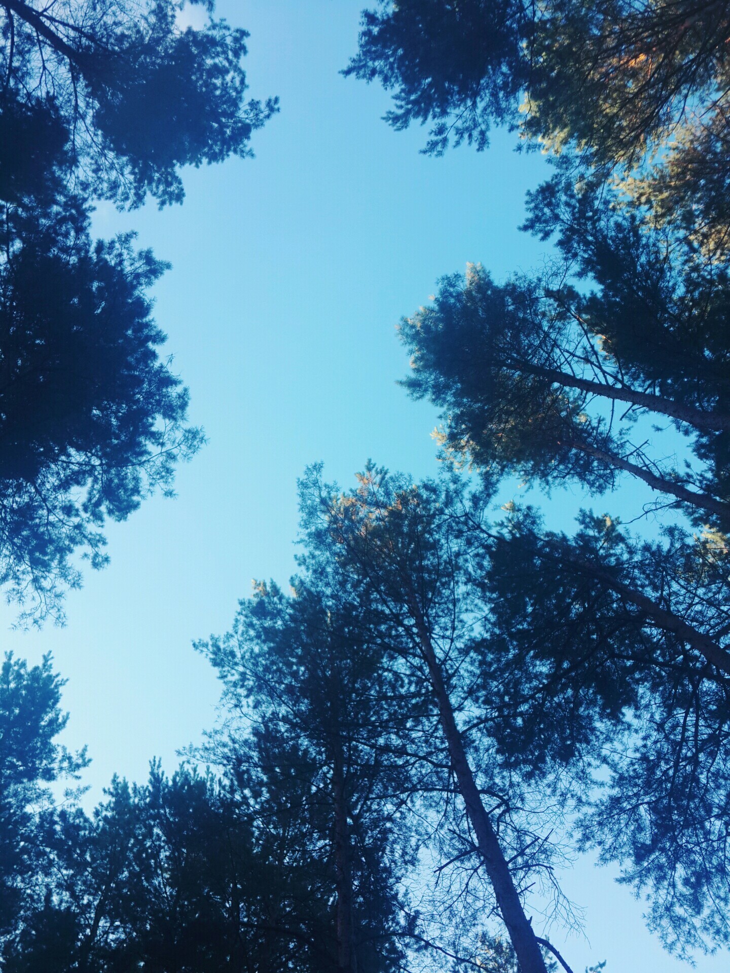 Beauty is in the details [6] - My, Nature, Republic of Belarus, Tree, Minsk Sea, Longpost