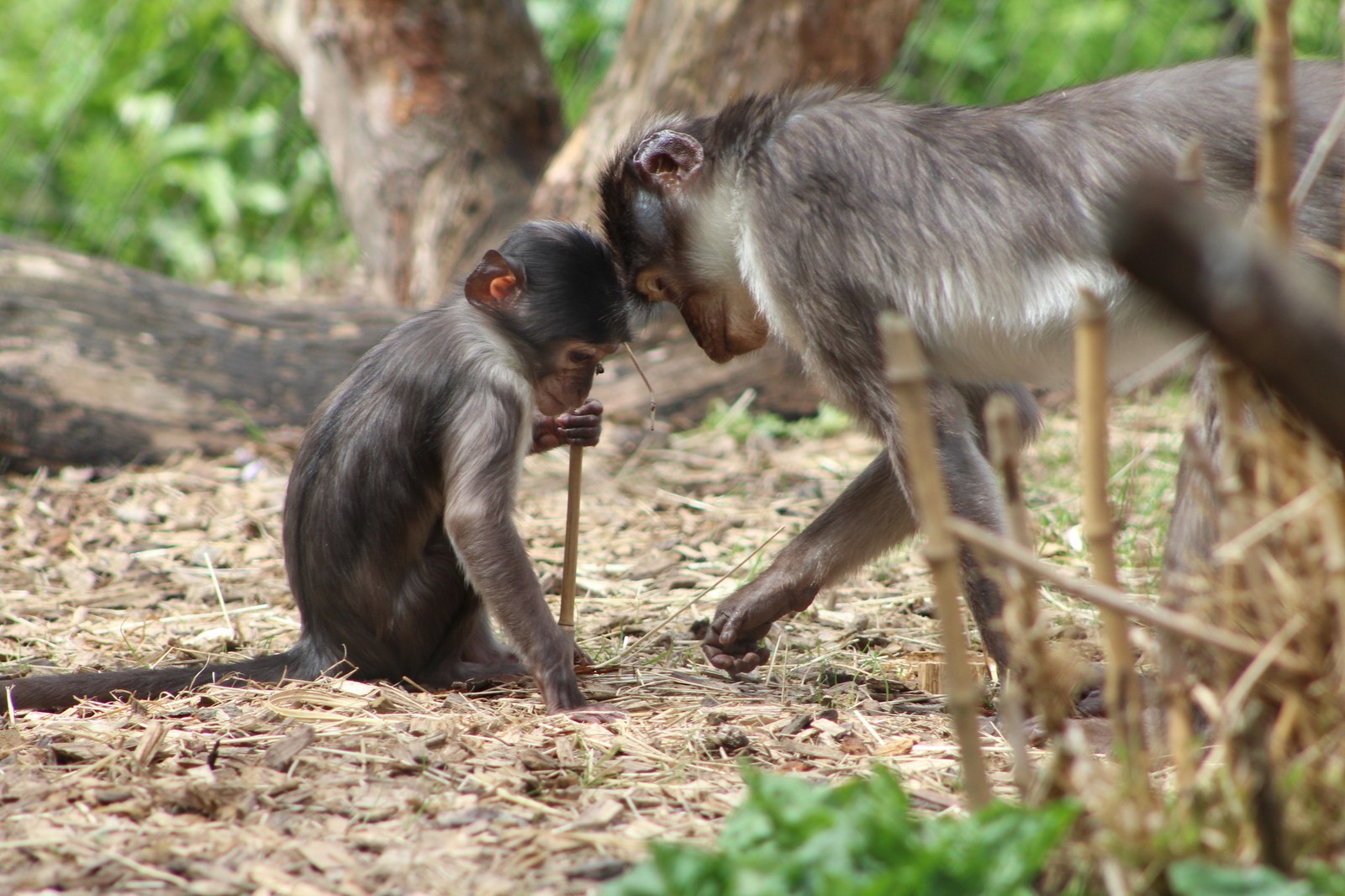 Mother and child - My, Monkey, Family, Animals, Zoo