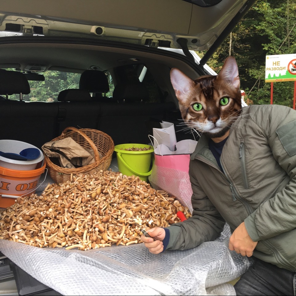 Honey mushrooms in the forest! - My, My, Mushrooms, Honey mushrooms, The photo, Longpost