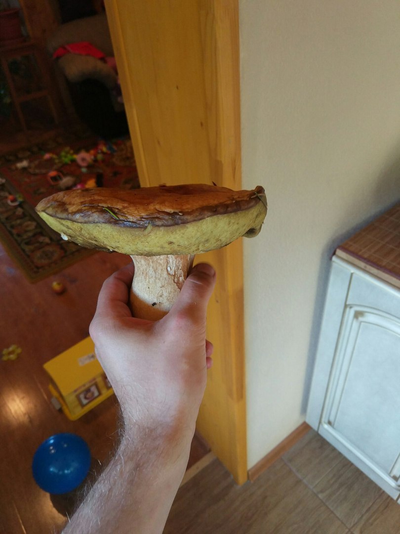 Mushroom trip report - My, Mushrooms, Silent hunt, Honey mushrooms, Longpost