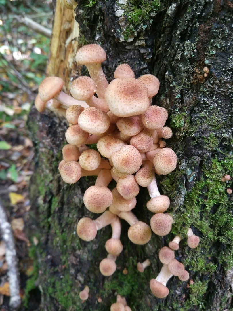 Mushroom trip report - My, Mushrooms, Silent hunt, Honey mushrooms, Longpost