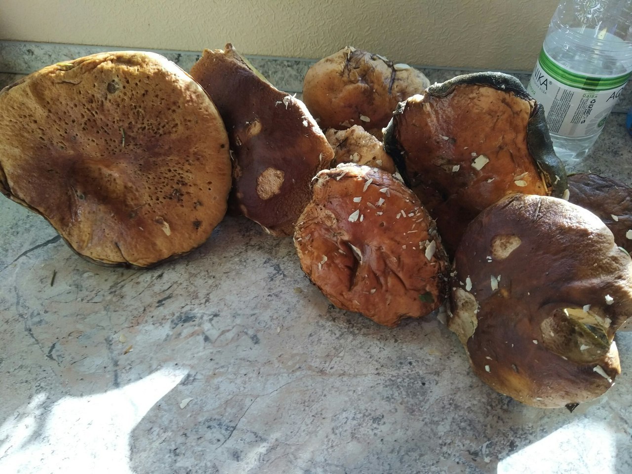 Mushroom trip report - My, Mushrooms, Silent hunt, Honey mushrooms, Longpost