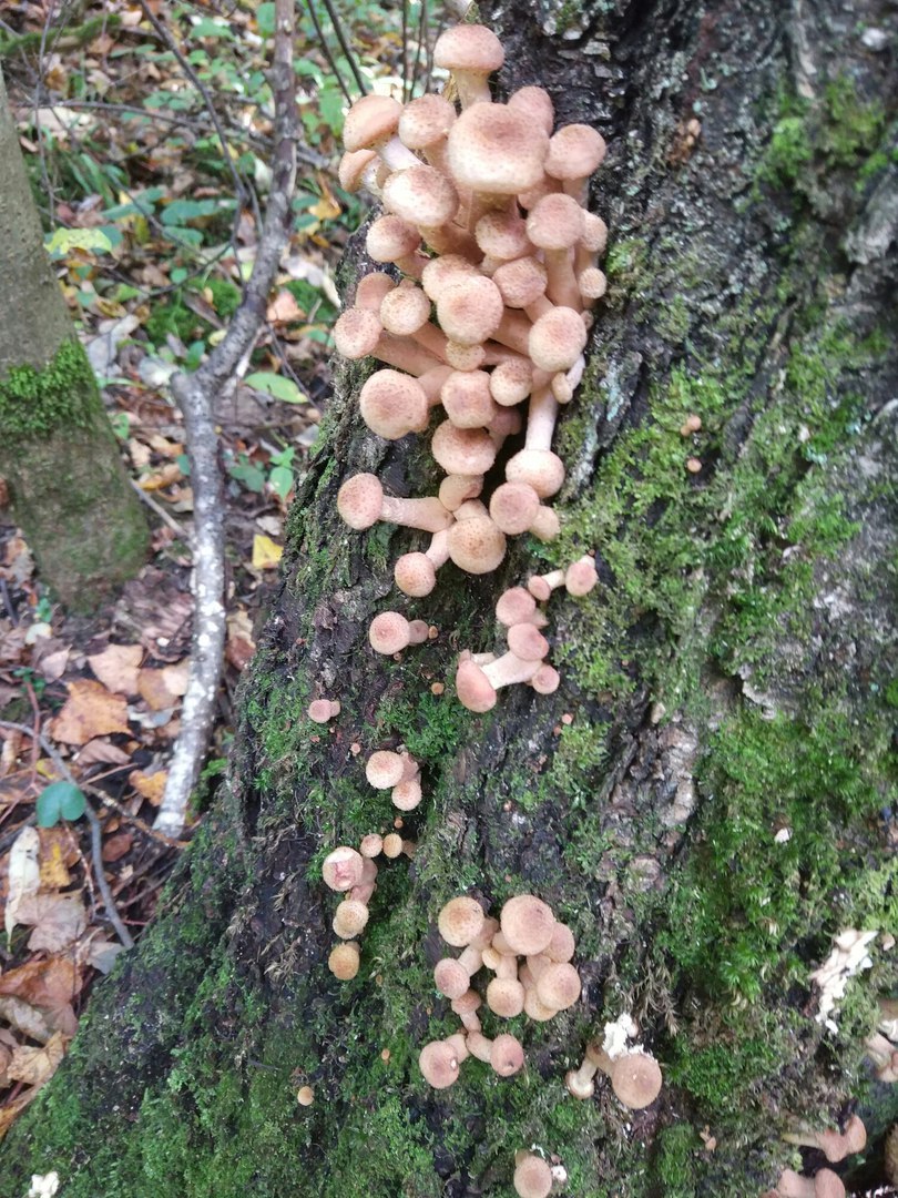 Mushroom trip report - My, Mushrooms, Silent hunt, Honey mushrooms, Longpost