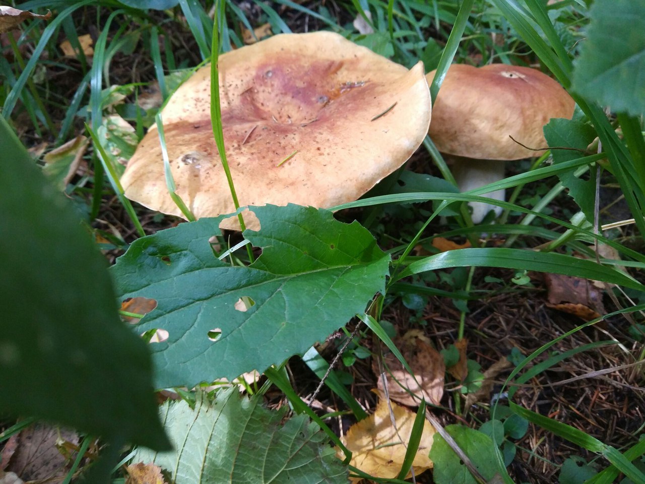 Mushroom trip report - My, Mushrooms, Silent hunt, Honey mushrooms, Longpost