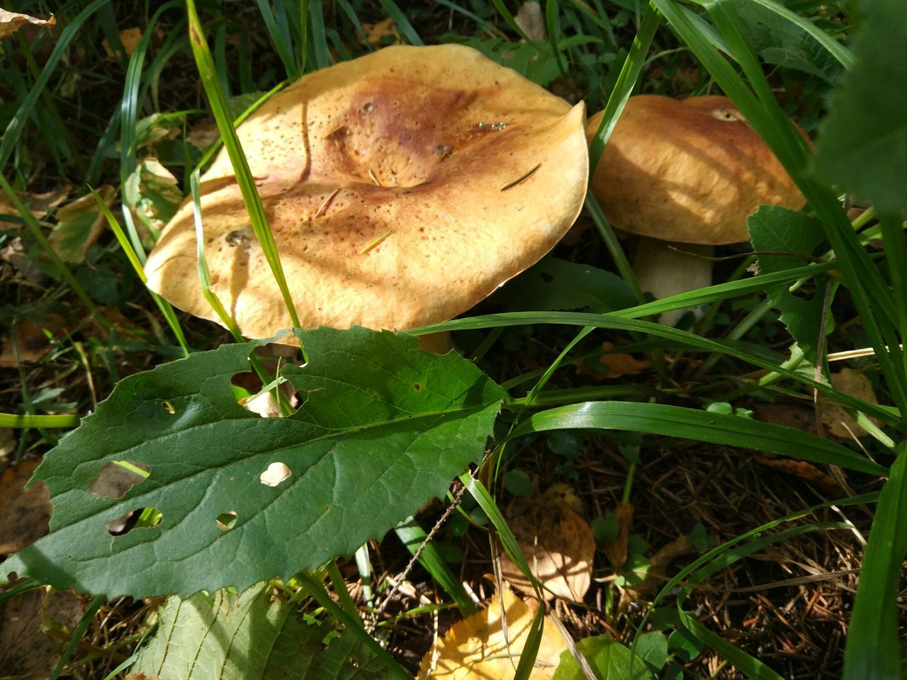 Mushroom trip report - My, Mushrooms, Silent hunt, Honey mushrooms, Longpost