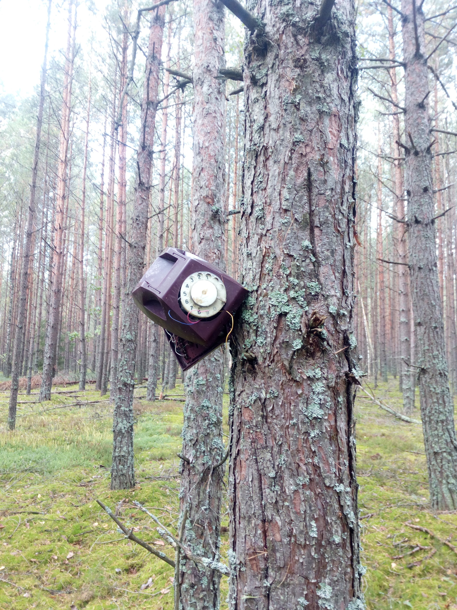 What for? - My, Forest, Telephone, Why, Longpost