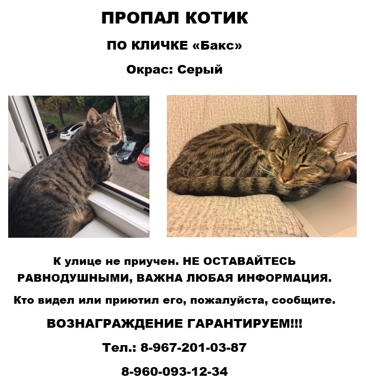 A cat disappeared near the Nagornaya metro station. - My, Lost cat, Moscow, cat, Help me find, Help, Helping animals