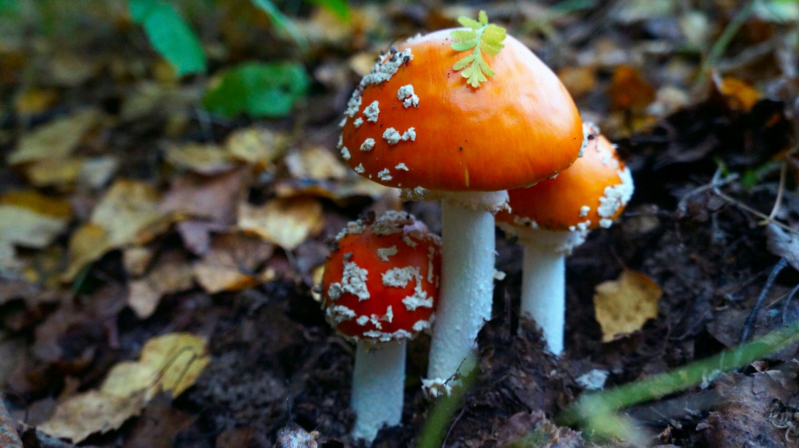 Autumn forest - My, Longpost, The photo, Nature, Mushrooms, Forest, Autumn