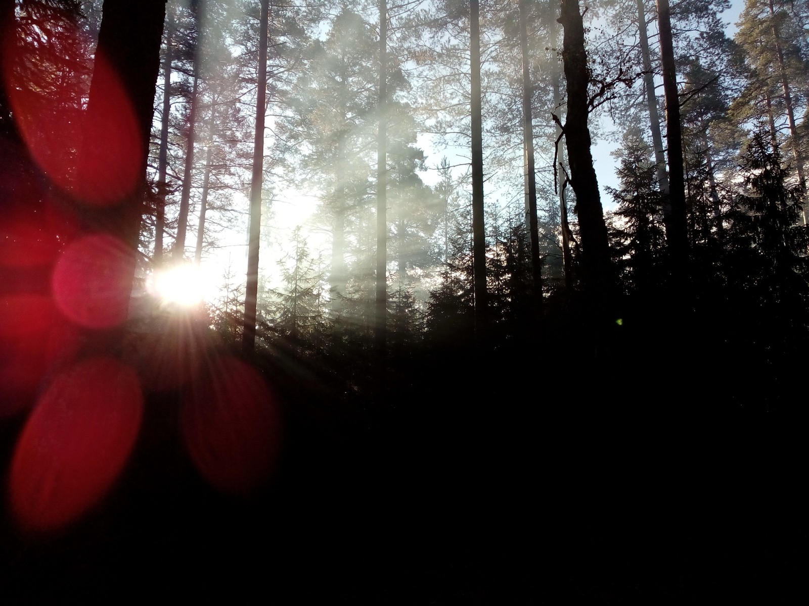 Morning in the forest - My, Forest, The photo, How does the morning begin?, Leningrad region, Longpost