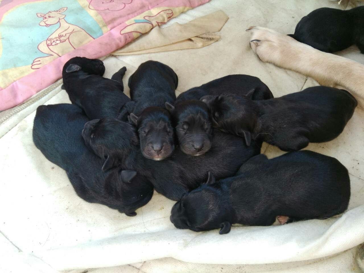 Puppies are looking for owners - In good hands, Puppies