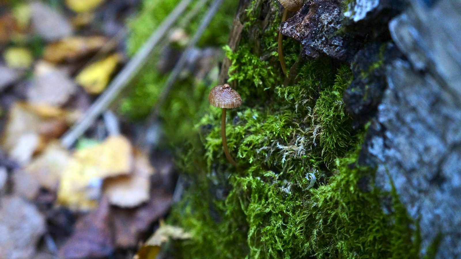 Autumn forest - My, Longpost, The photo, Nature, Mushrooms, Forest, Autumn