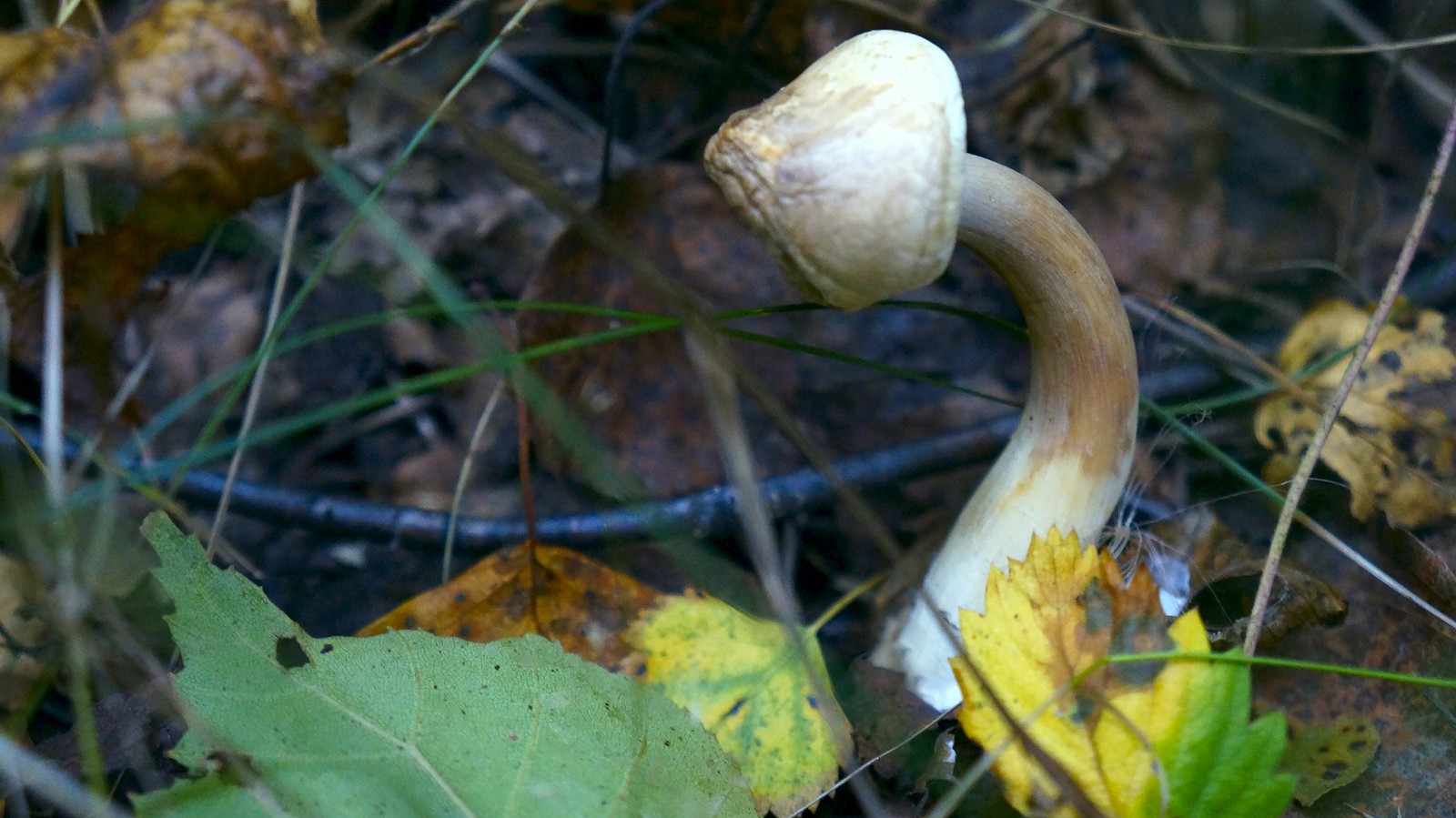 Autumn forest - My, Longpost, The photo, Nature, Mushrooms, Forest, Autumn