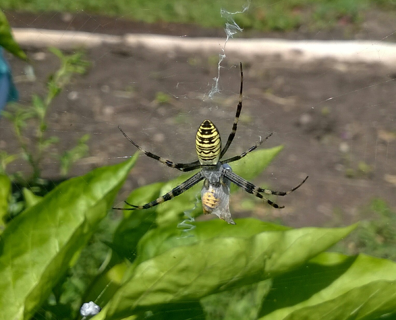 Argiope and wasp - My, Spider, Wasp, Animals