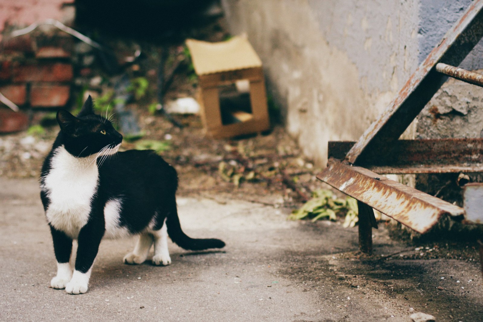 Уличные коты Оксаны Акерманн (часть 6) - Моё, Кот, Уличные кошки, Котыакерманн, Оксана акерманн, Улица, Россия, Бездомные, Длиннопост