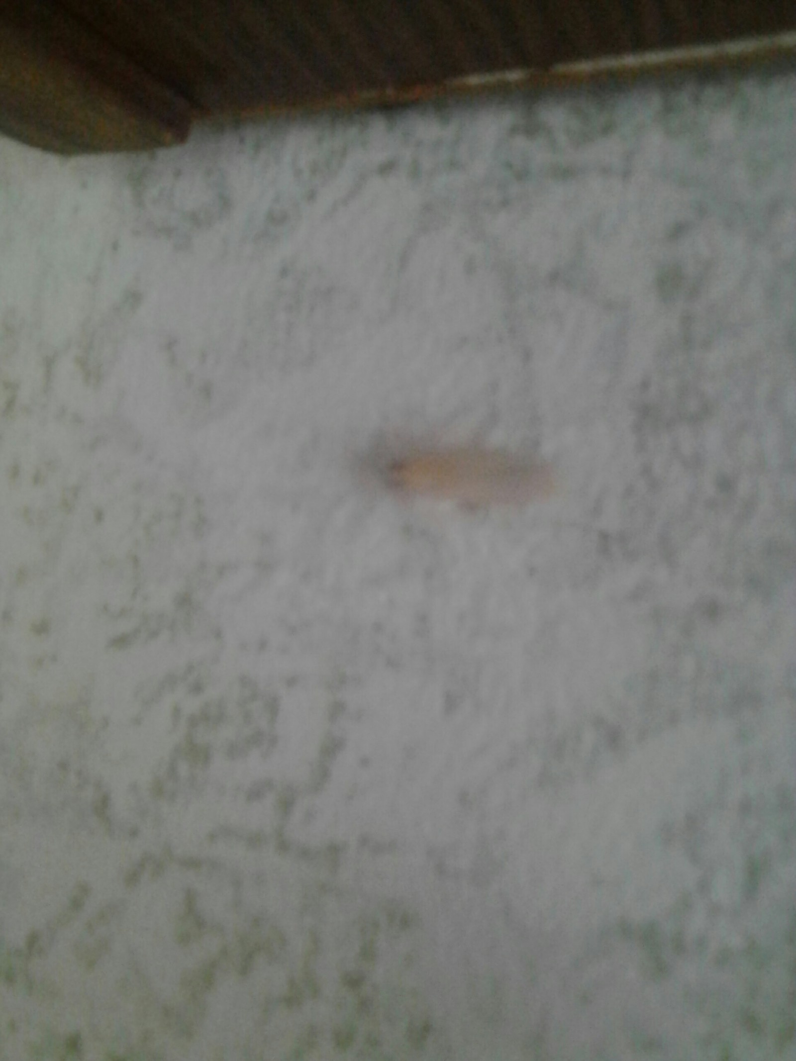 Таракан альбинос | Пикабу