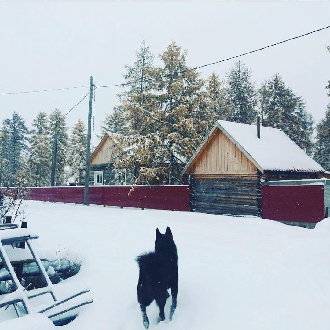 In the north of Yakutia, winter wins its rights 17.09.2017 - Yakutia, Winter, The winter is coming, , The photo, Longpost, Dog