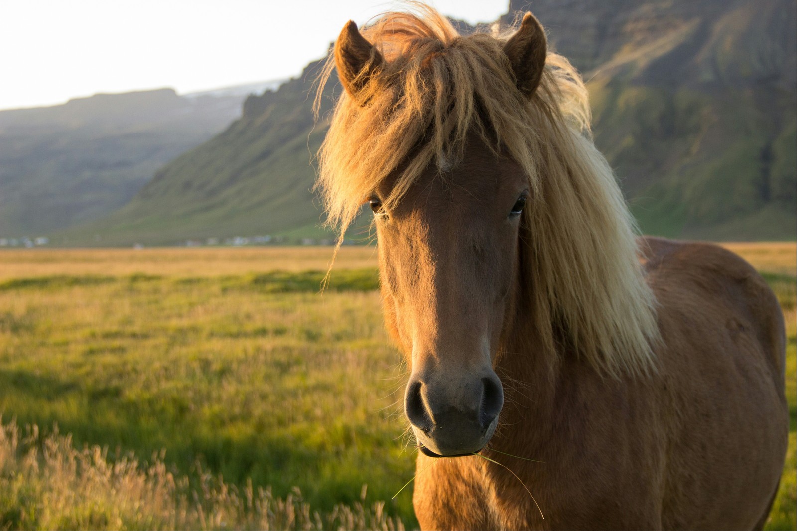 The beauty of Icelandic horses - My, Iceland, Horses, beauty, Longpost