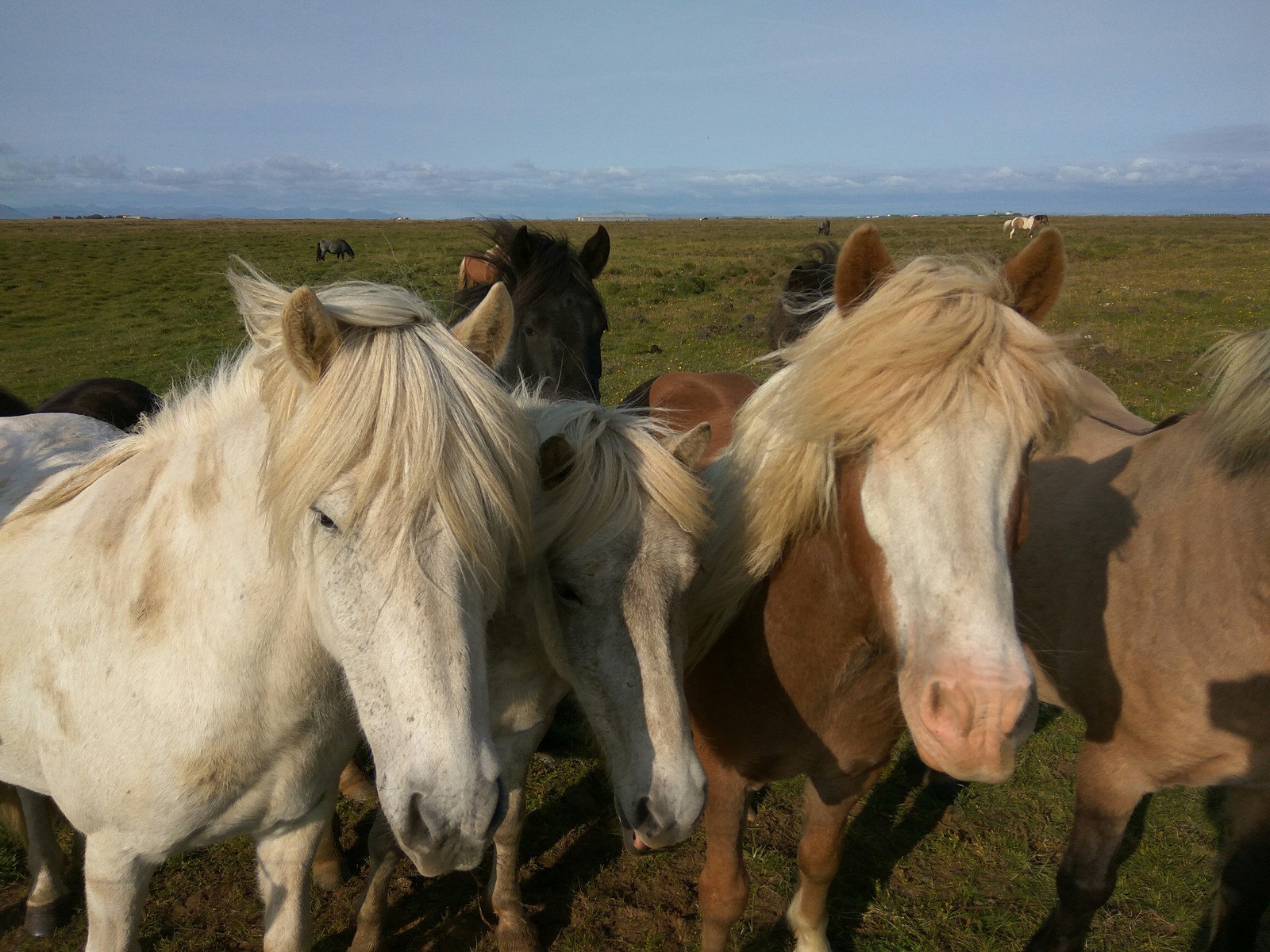 The beauty of Icelandic horses - My, Iceland, Horses, beauty, Longpost