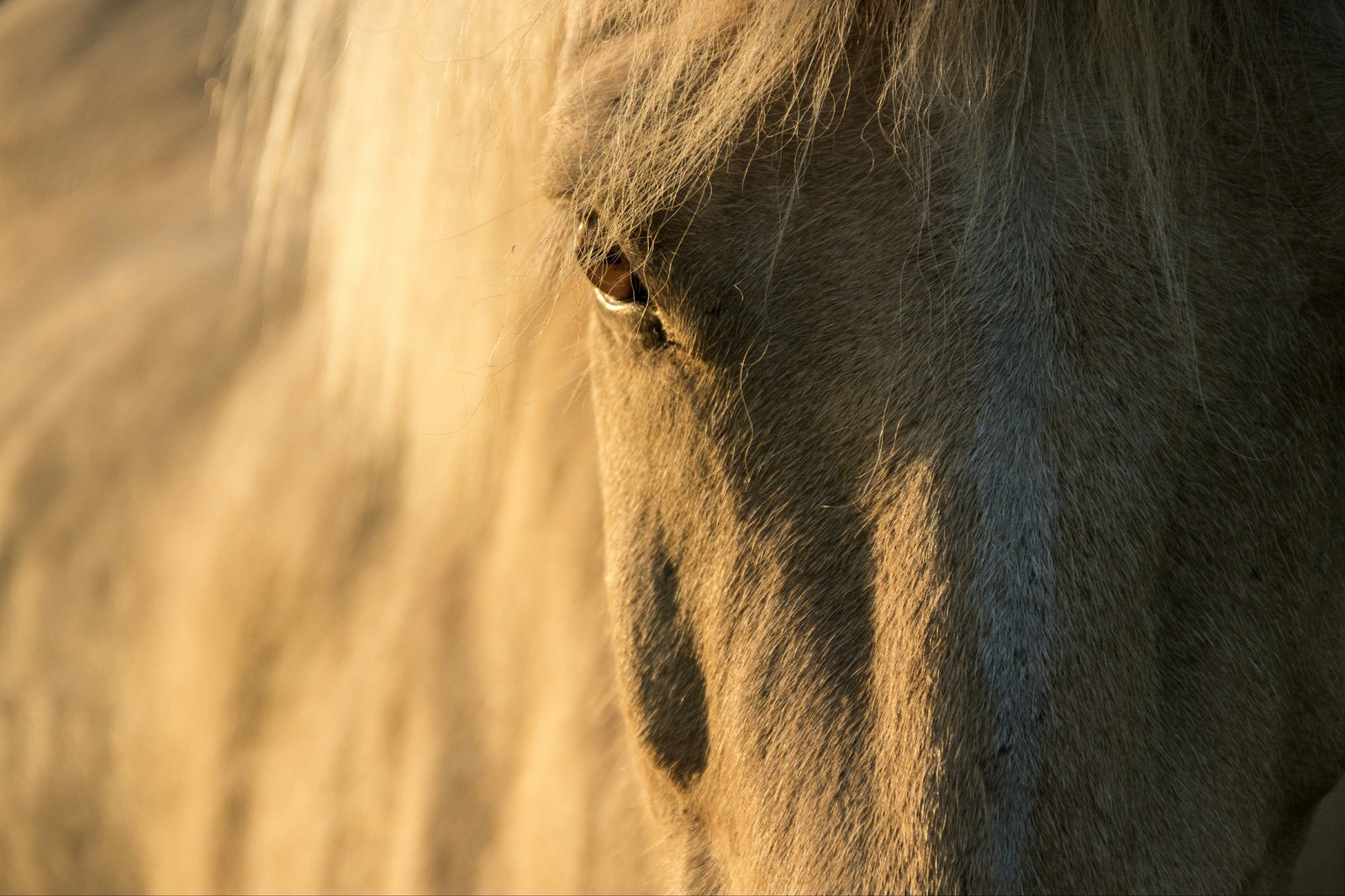 The beauty of Icelandic horses - My, Iceland, Horses, beauty, Longpost